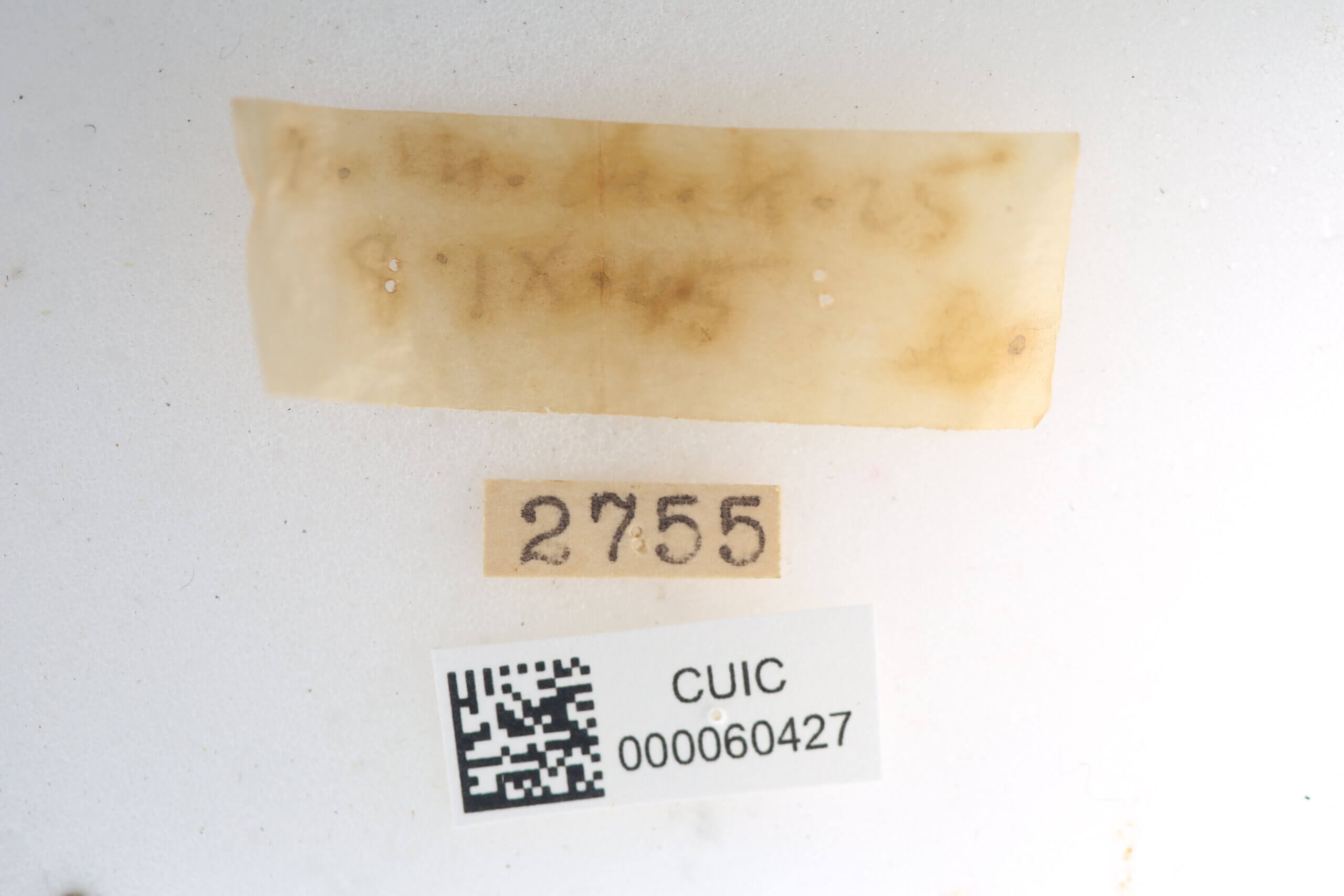 label view of Quentalia sheila