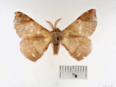 dorsal view of adult Quentalia sheila