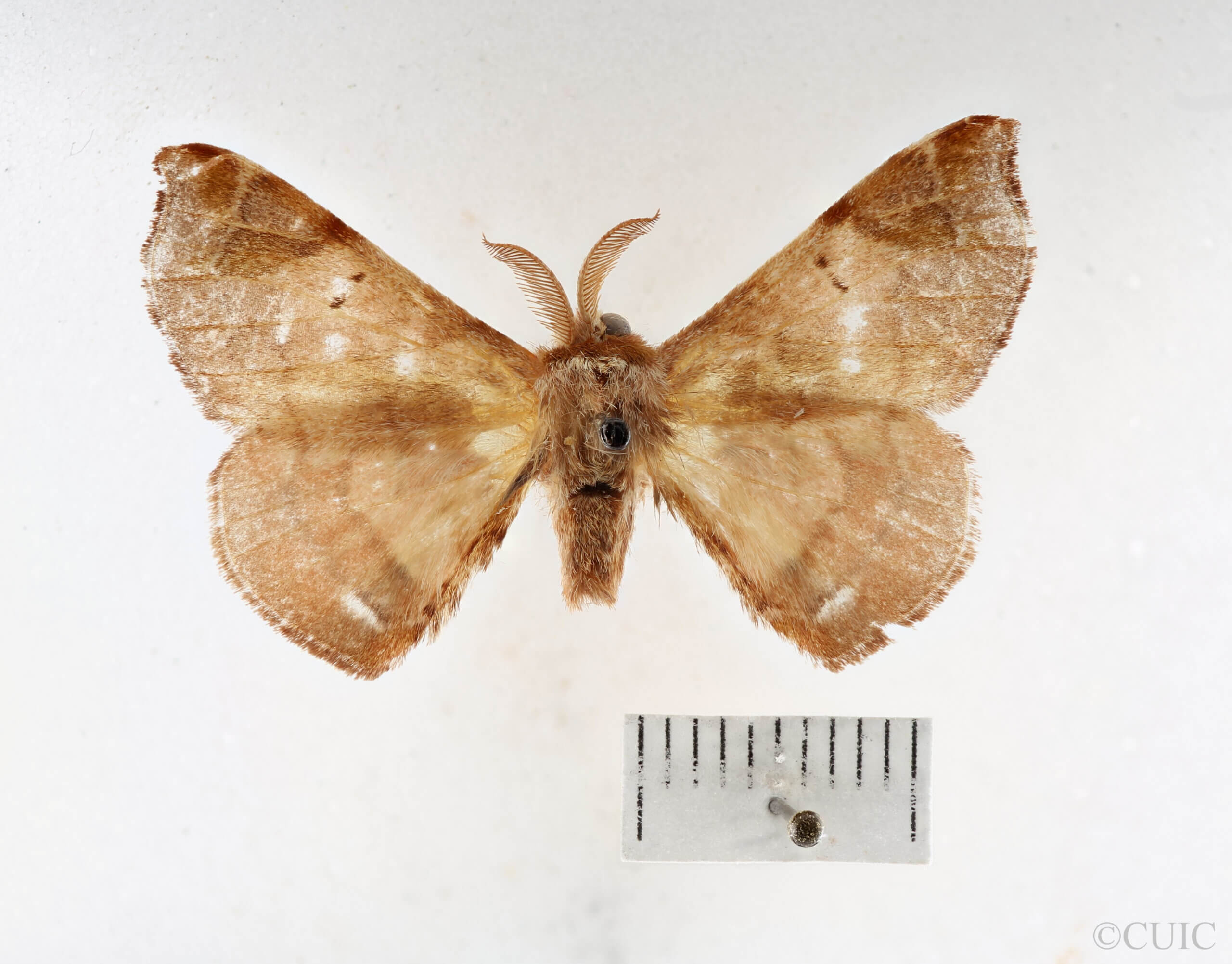 dorsal view of adult Quentalia sheila