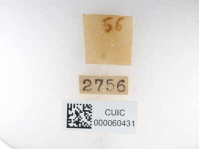 label view of Quentalia sheila