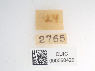 label view of Quentalia sheila