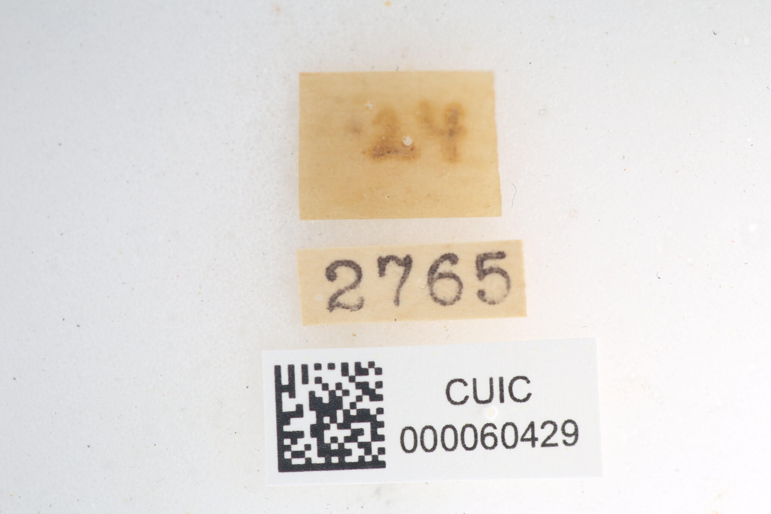 label view of Quentalia sheila