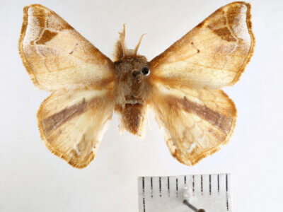 dorsal view of adult Quentalia vittata