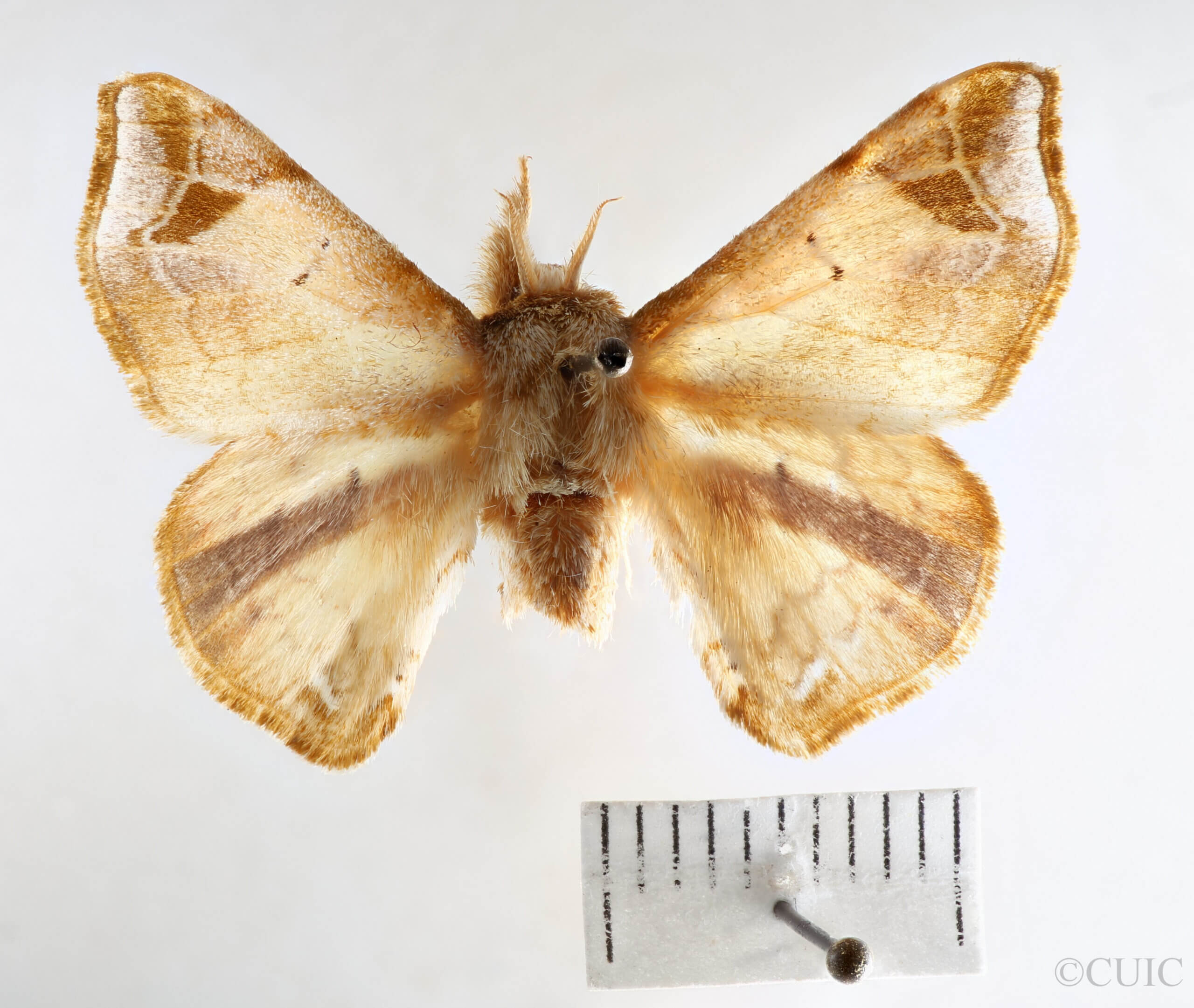 dorsal view of adult Quentalia vittata