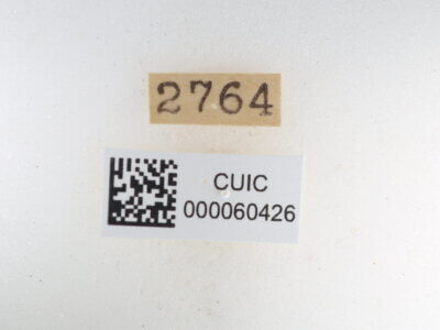 label view of Quentalia vittata