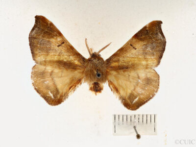 dorsal view of adult Quentalia sheila
