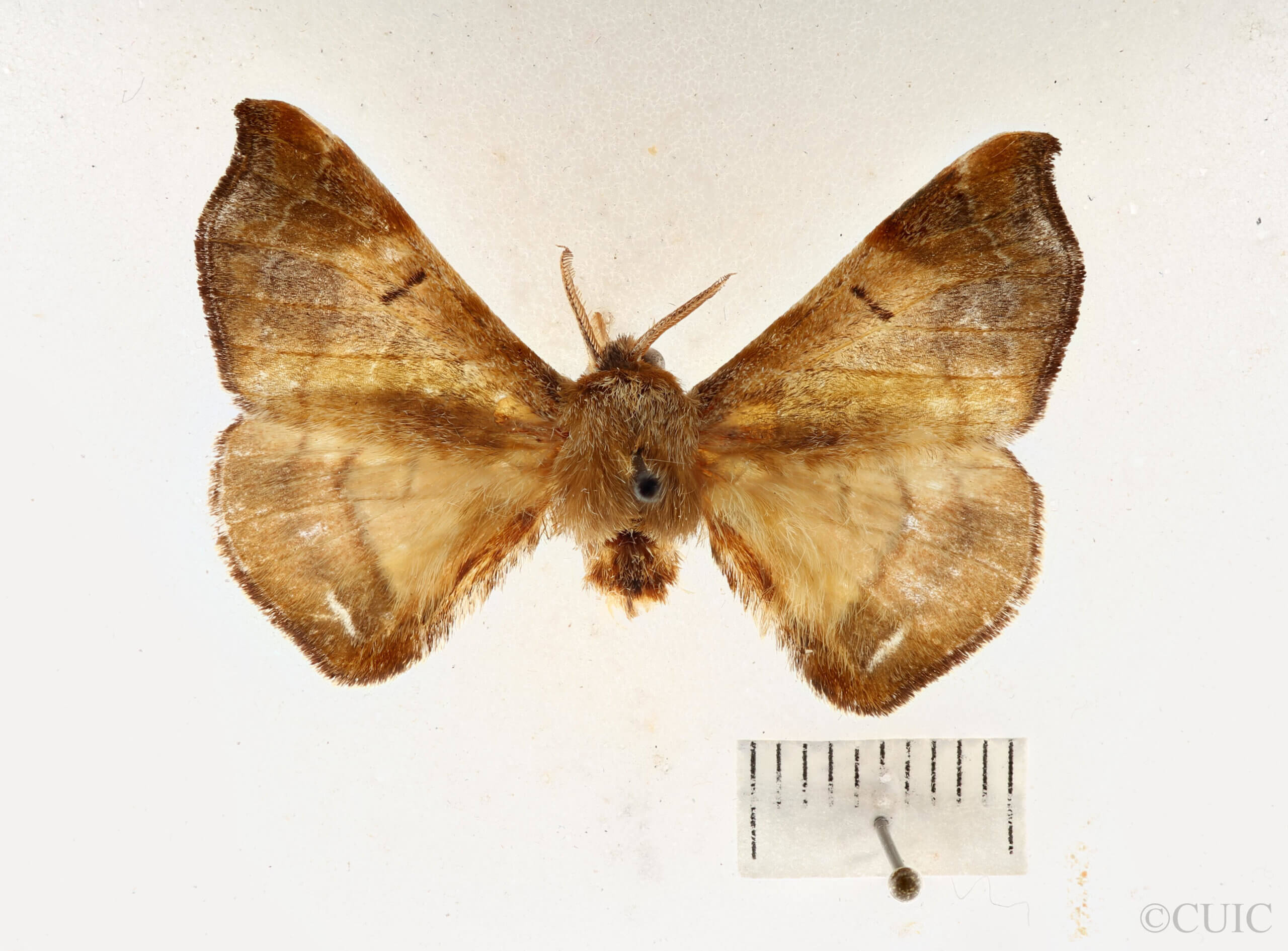 dorsal view of adult Quentalia sheila