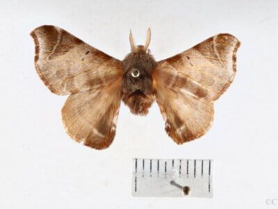 dorsal view of adult Quentalia