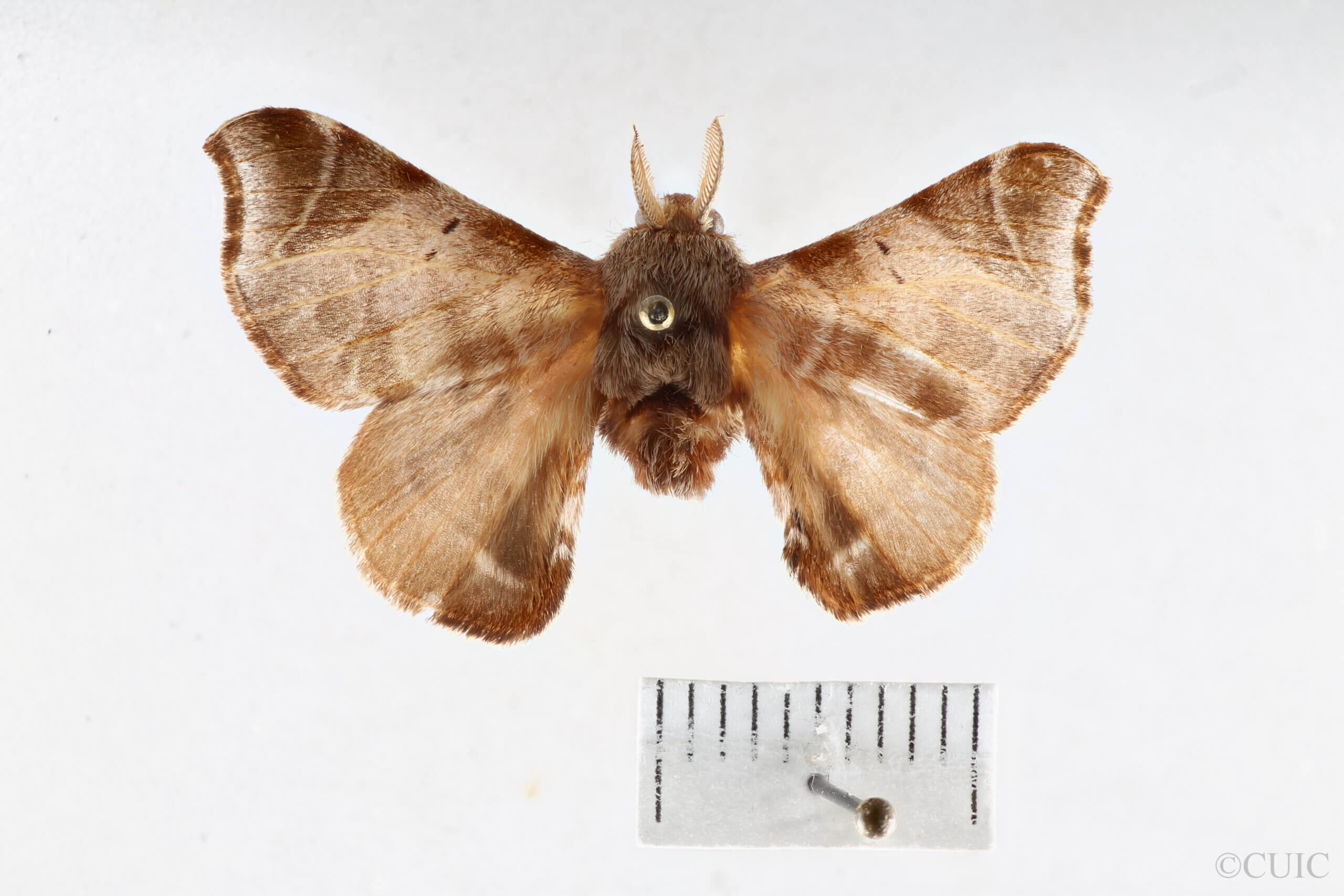 dorsal view of adult Quentalia