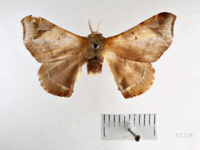dorsal view of adult Quentalia felisi