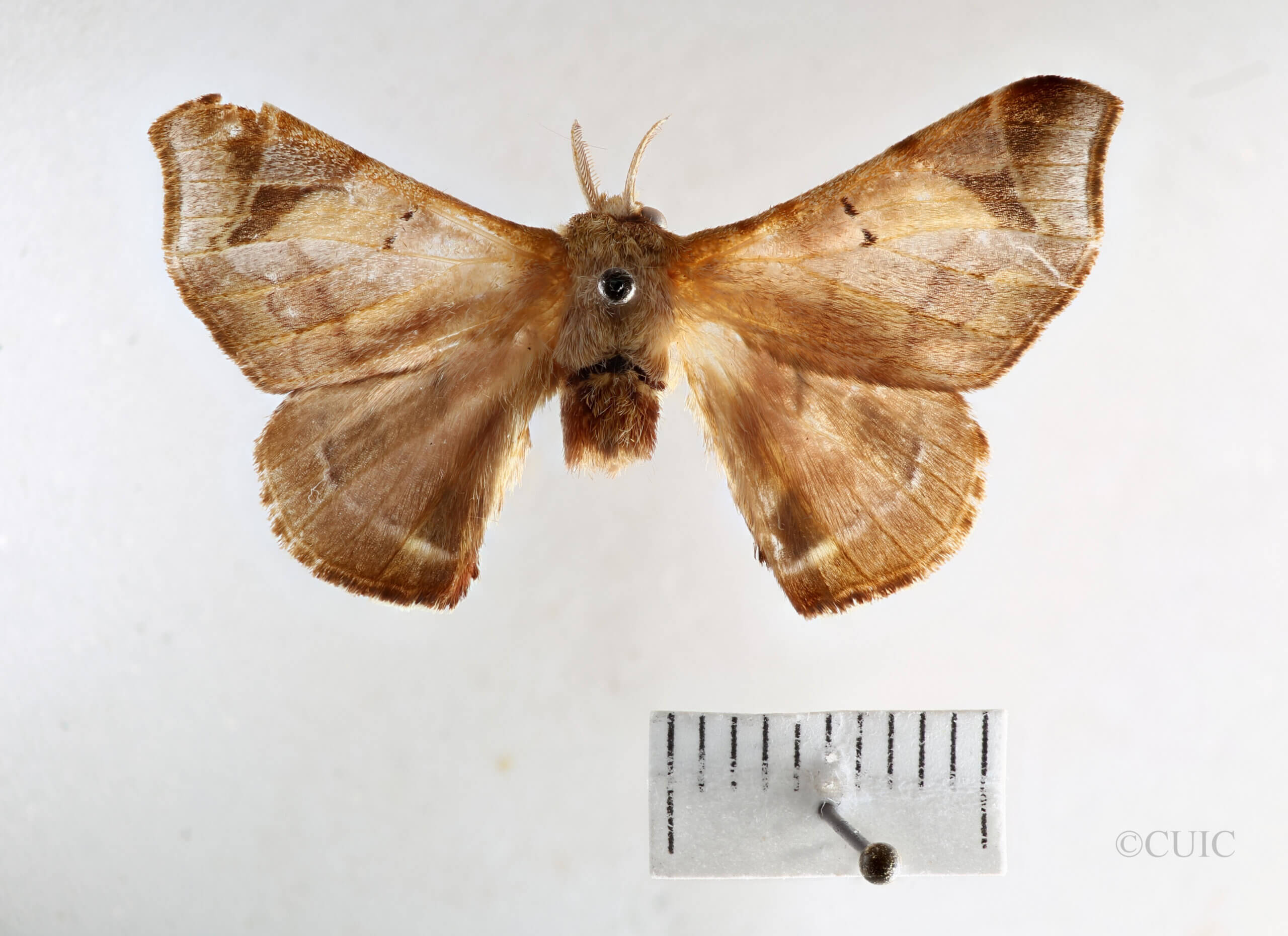 dorsal view of adult Quentalia felisi