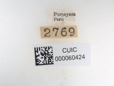 label view of Quentalia felisi