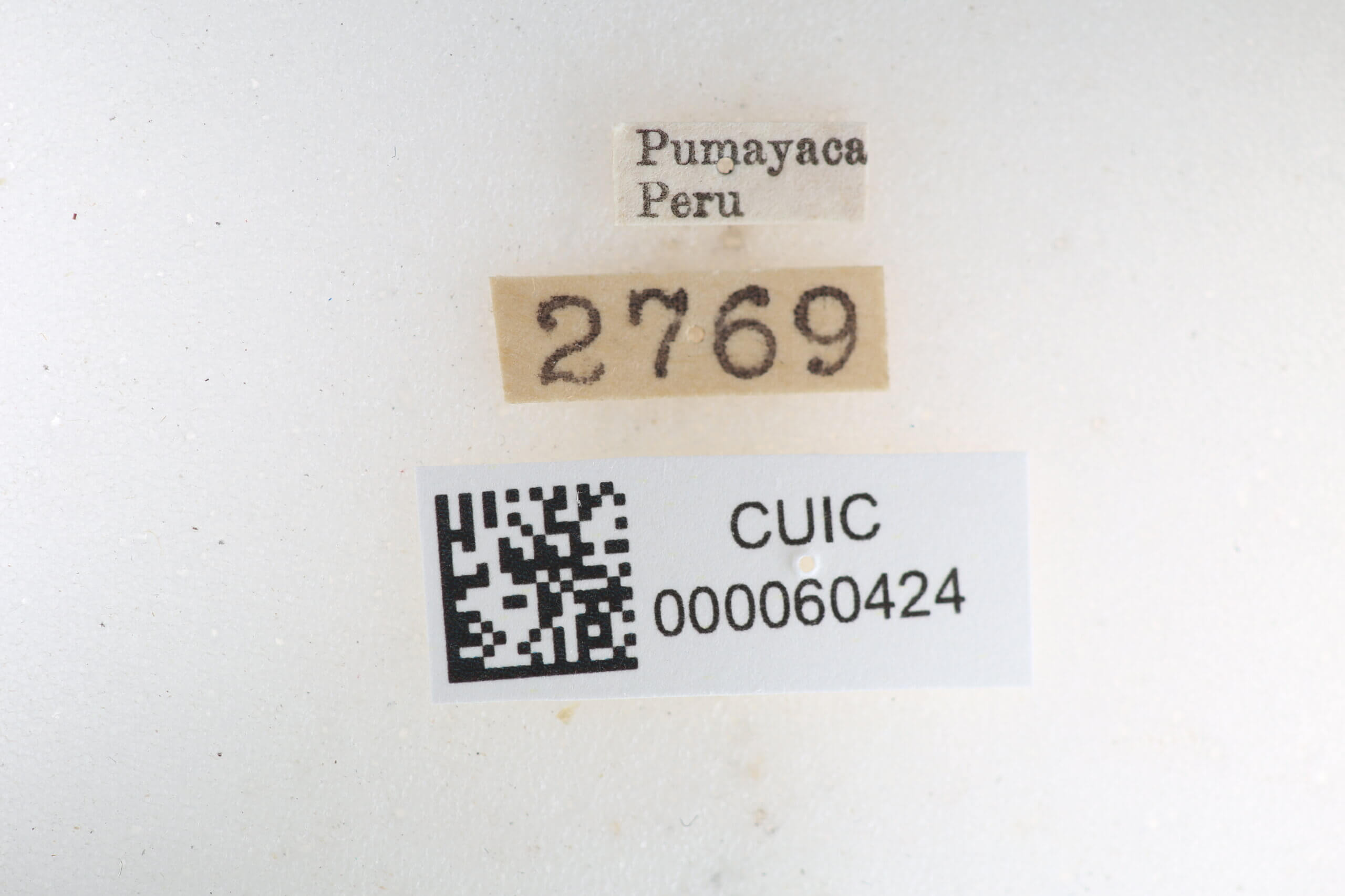 label view of Quentalia felisi