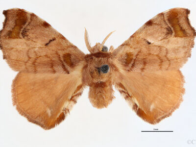 dorsal view of adult Quentalia veca