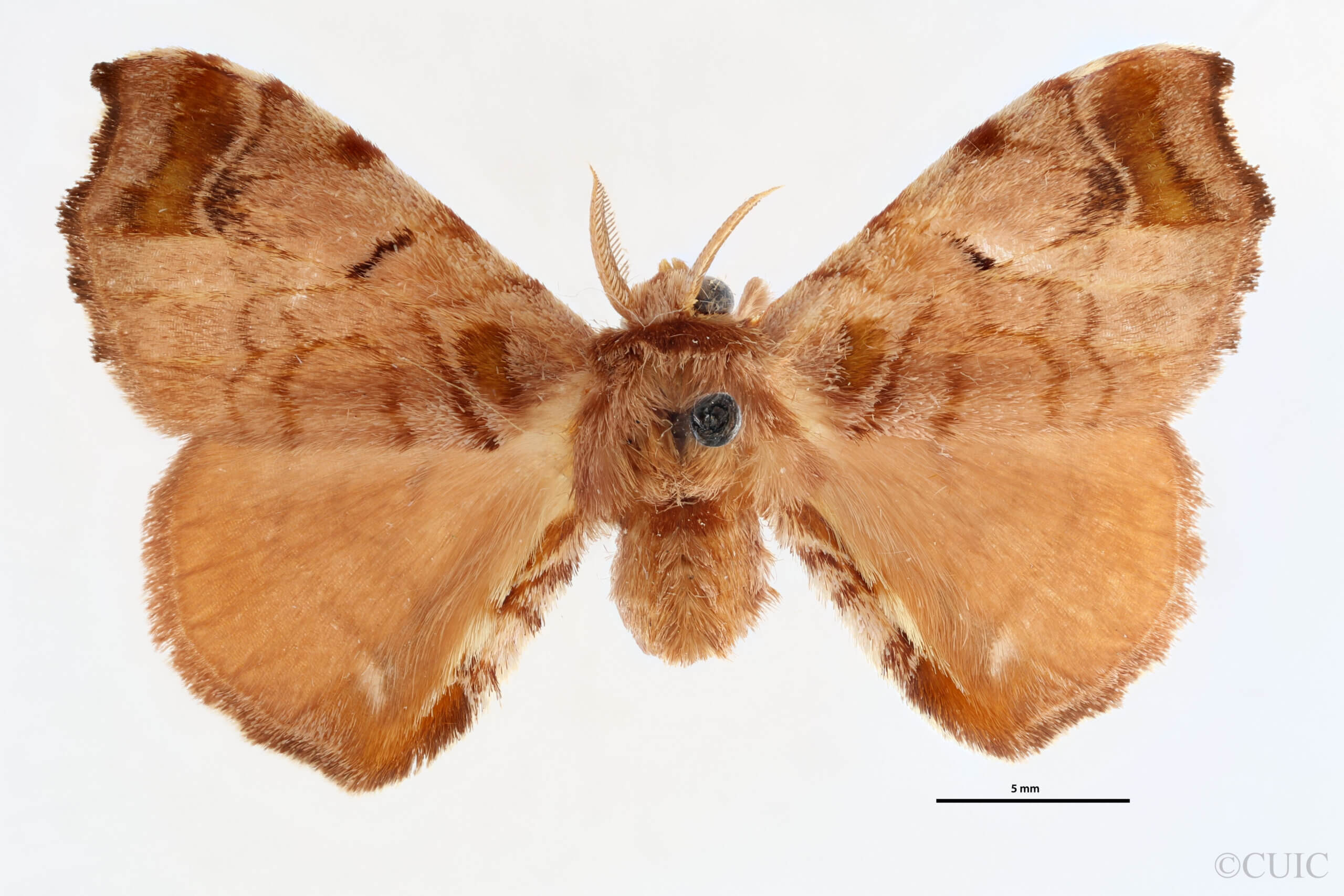 dorsal view of adult Quentalia veca