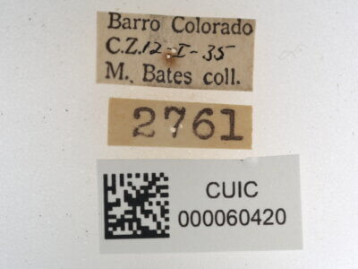 label view of Quentalia veca