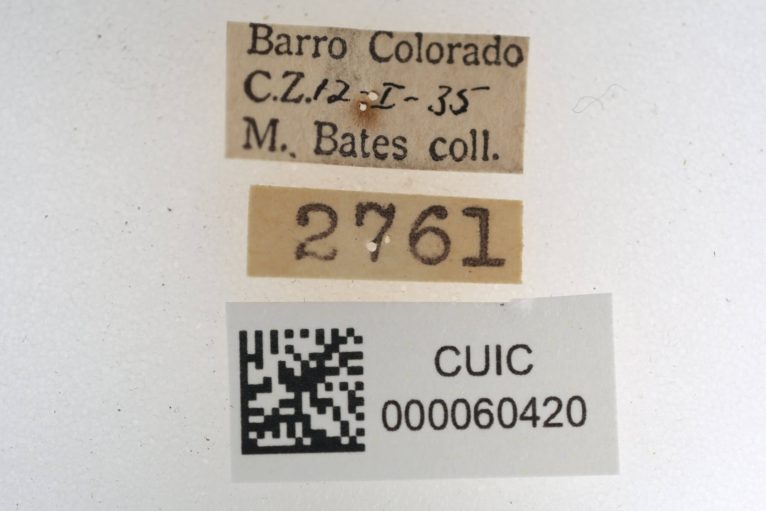 label view of Quentalia veca