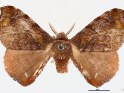 dorsal view of adult Quentalia veca