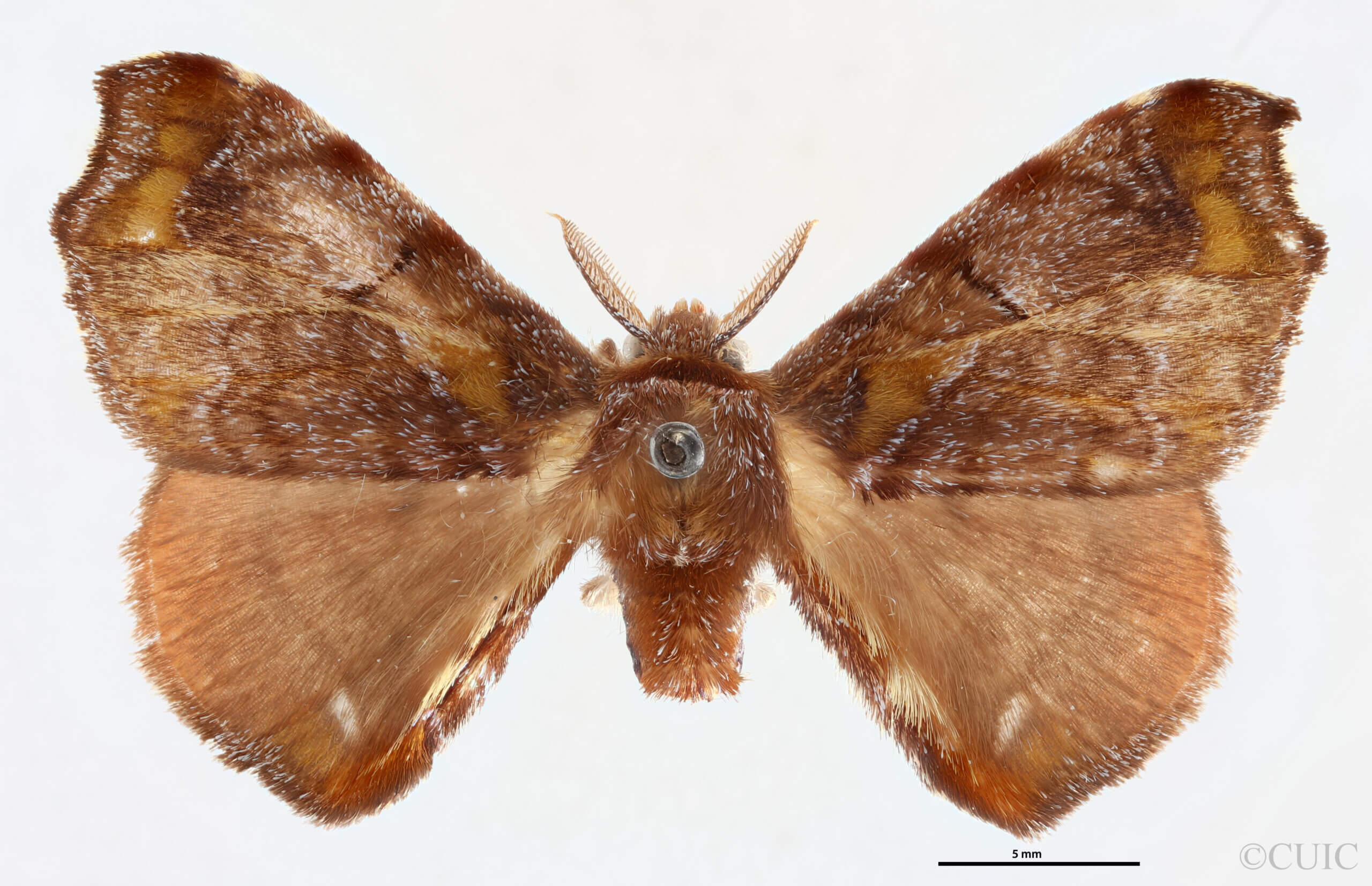 dorsal view of adult Quentalia veca