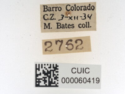 label view of Quentalia veca