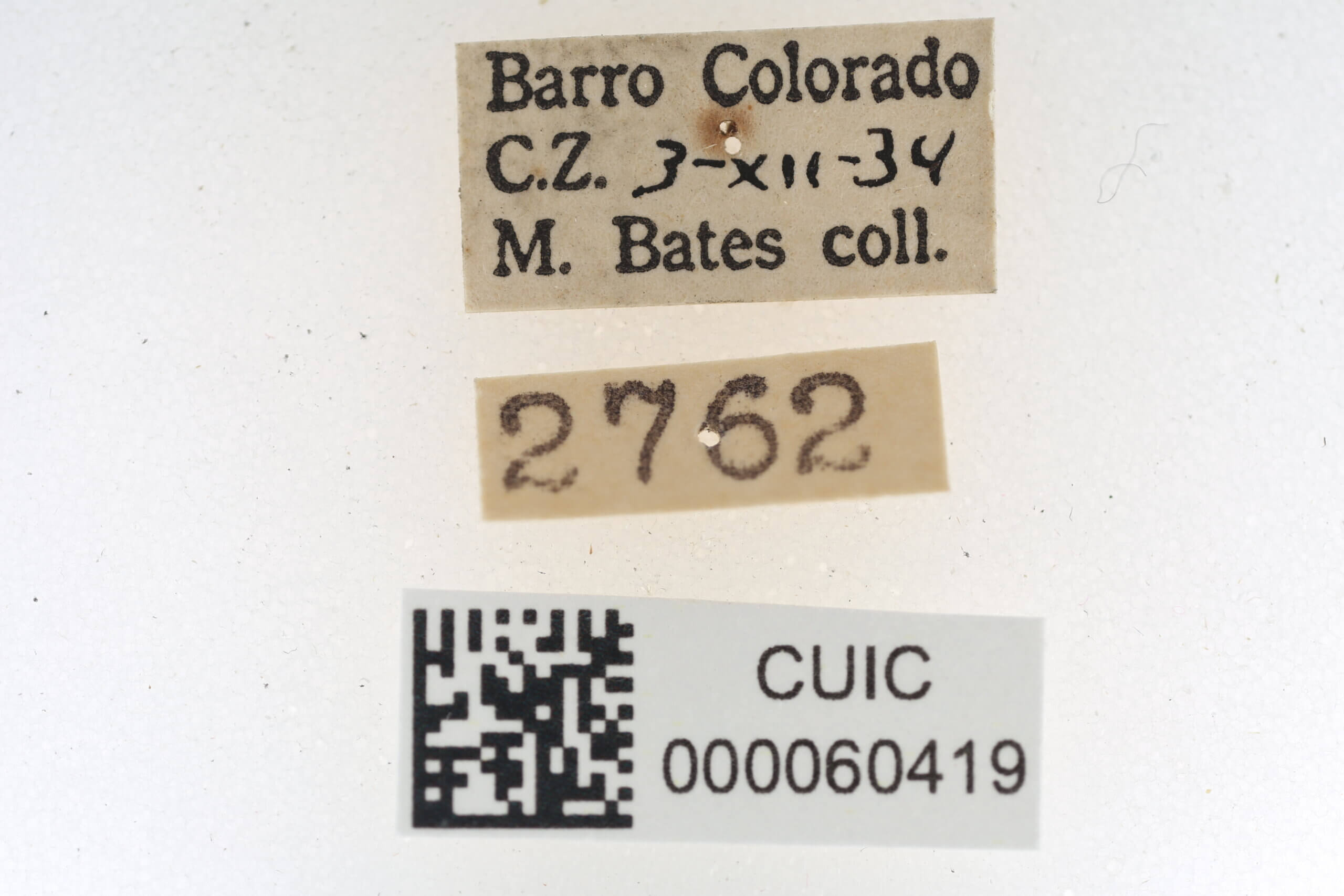 label view of Quentalia veca