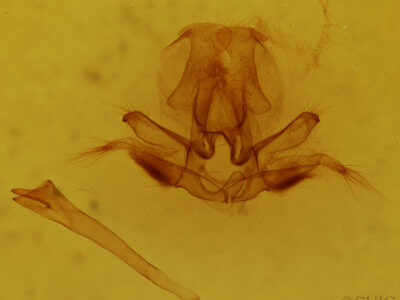 genitalia view of adult Quentalia veca