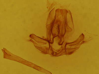 genitalia view of adult Quentalia veca
