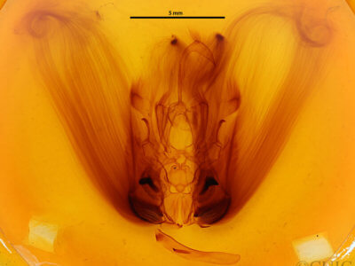 genitalia view of adult Ramdasa pratti
