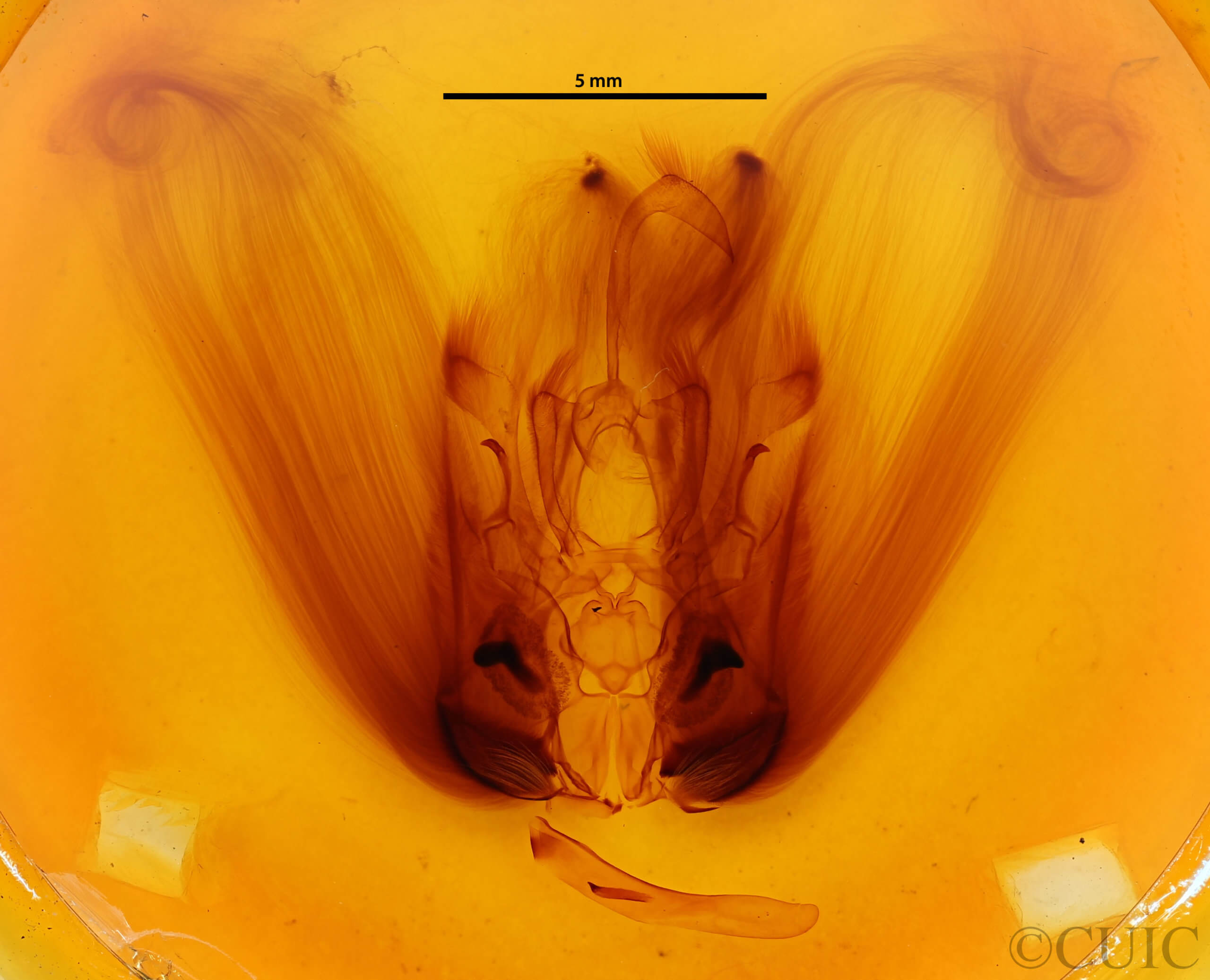 genitalia view of adult Ramdasa pratti