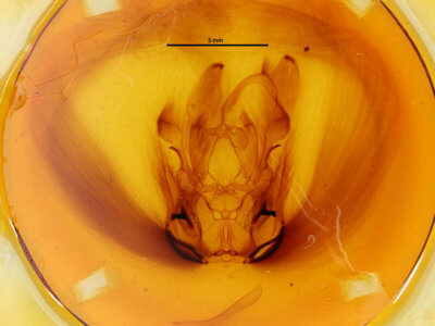 genitalia view of adult Ramdasa pratti