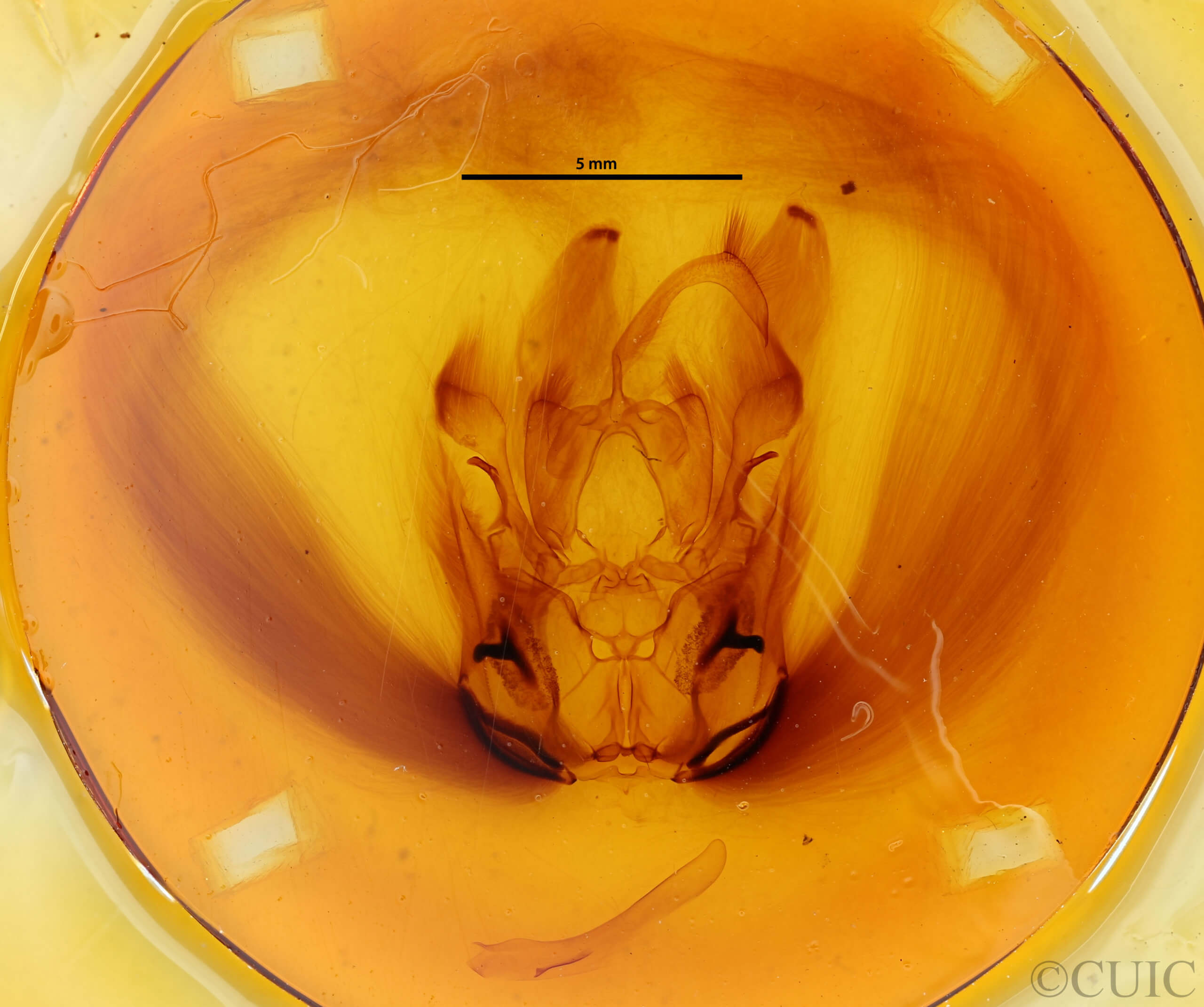 genitalia view of adult Ramdasa pratti