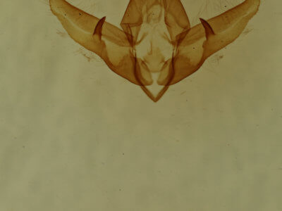 genitalia view of adult Raphia frater abrupta