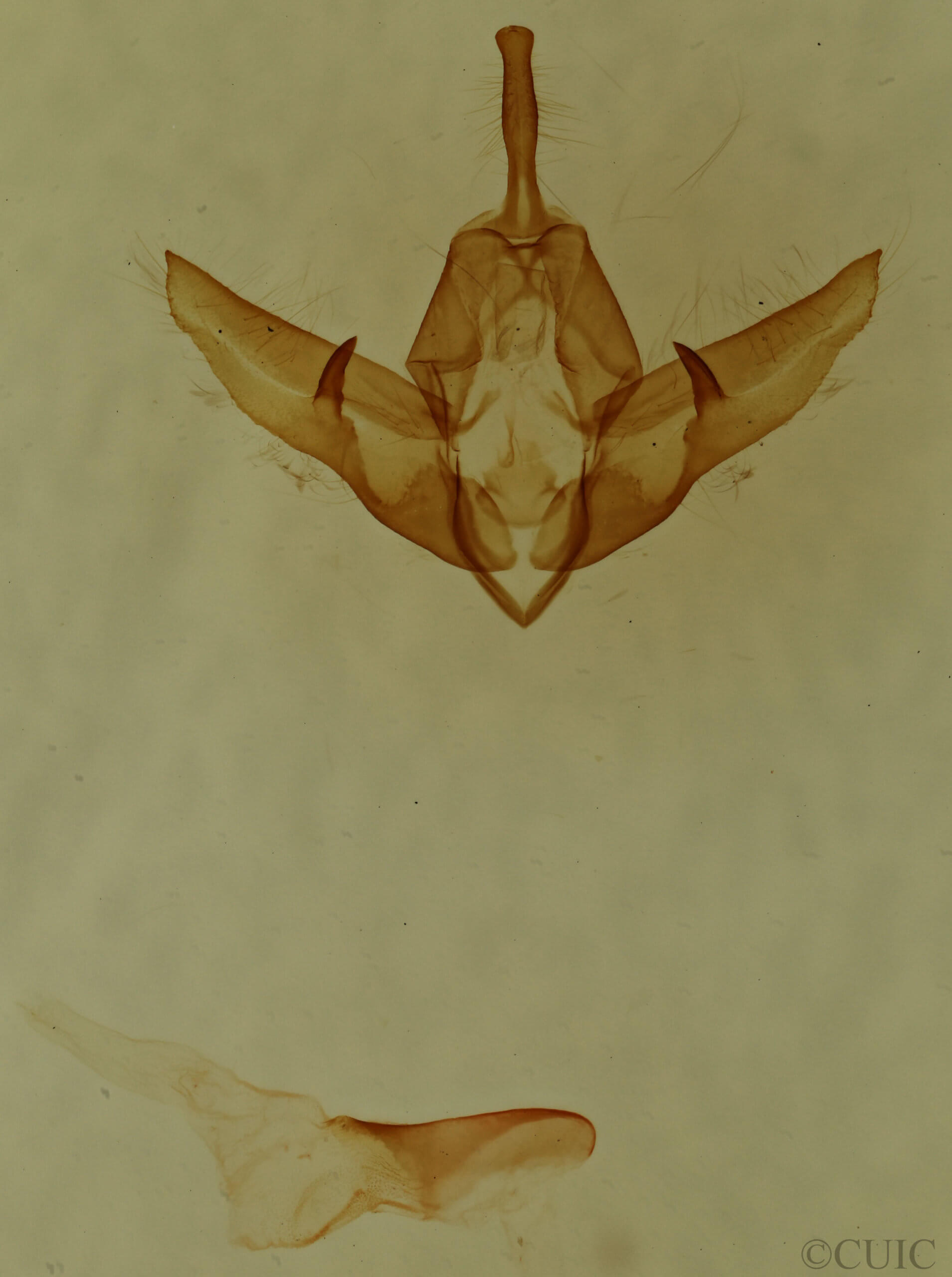 genitalia view of adult Raphia frater abrupta