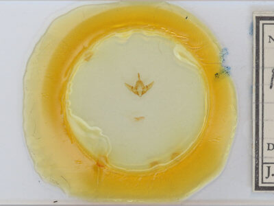 slide view of adult Raphia frater abrupta