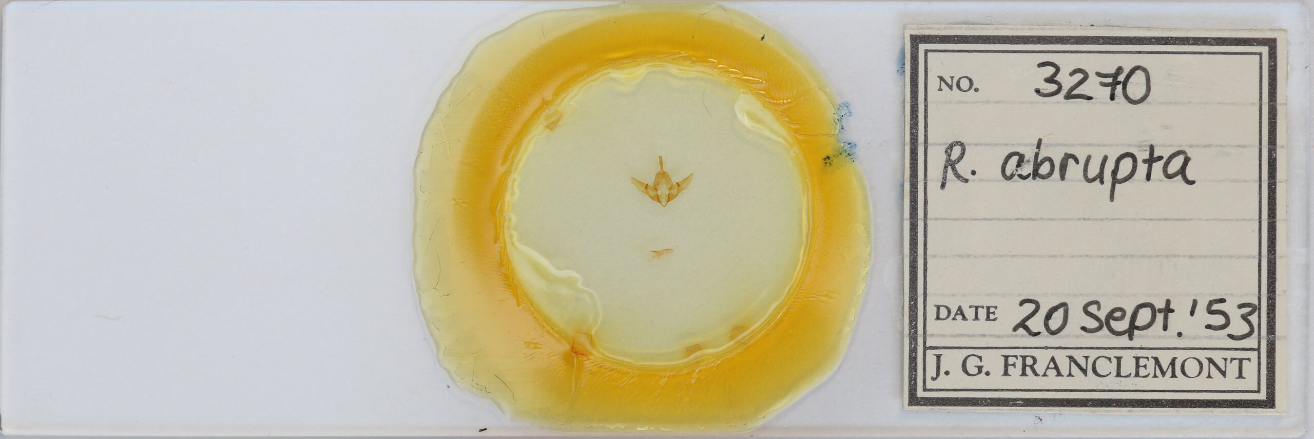 slide view of adult Raphia frater abrupta