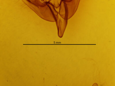 genitalia view of adult Rhizedra lutosa