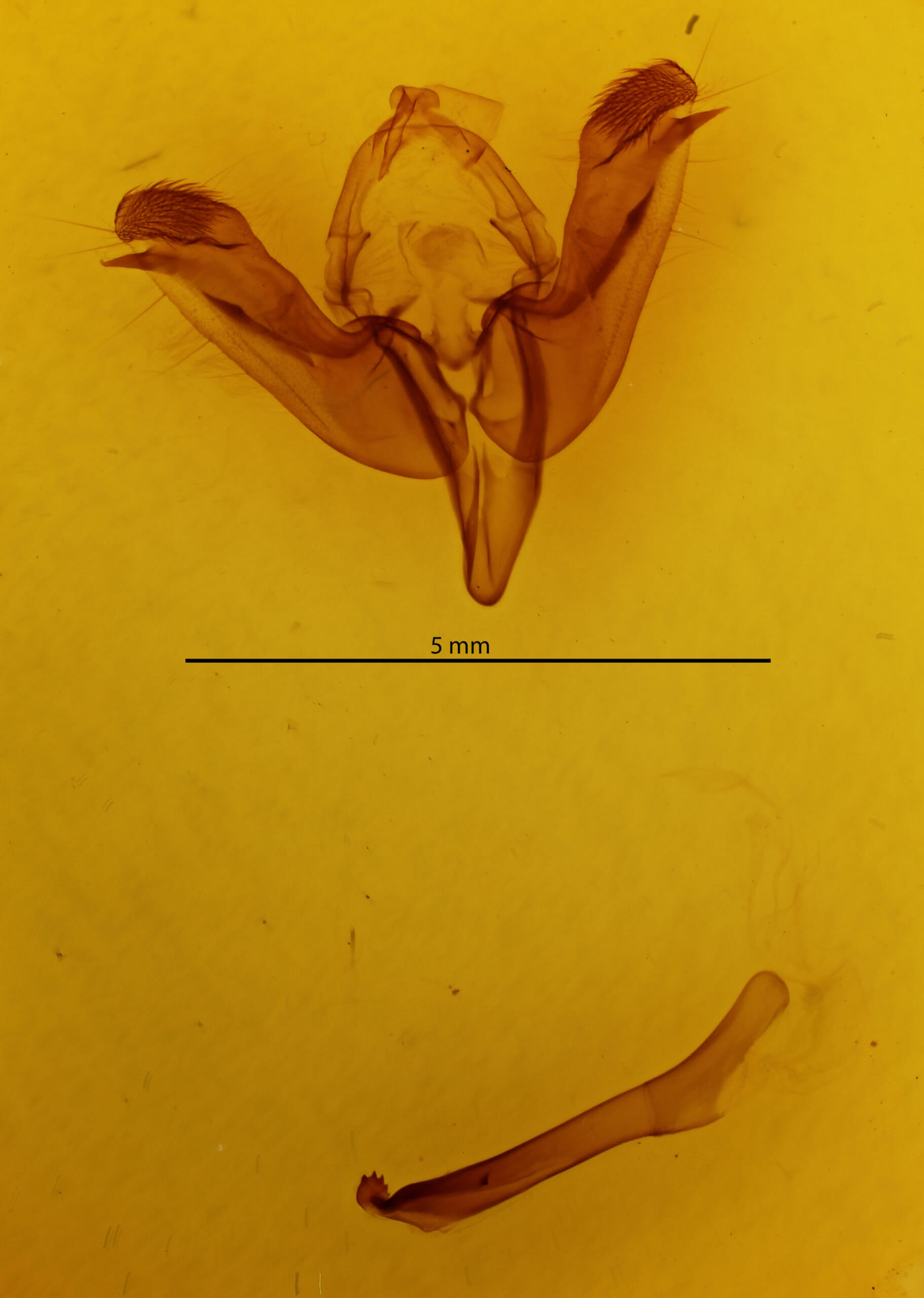 genitalia view of adult Rhizedra lutosa