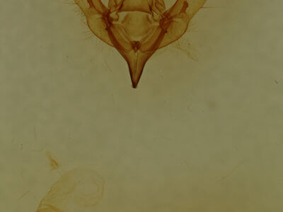 genitalia view of adult Schinia arcigera