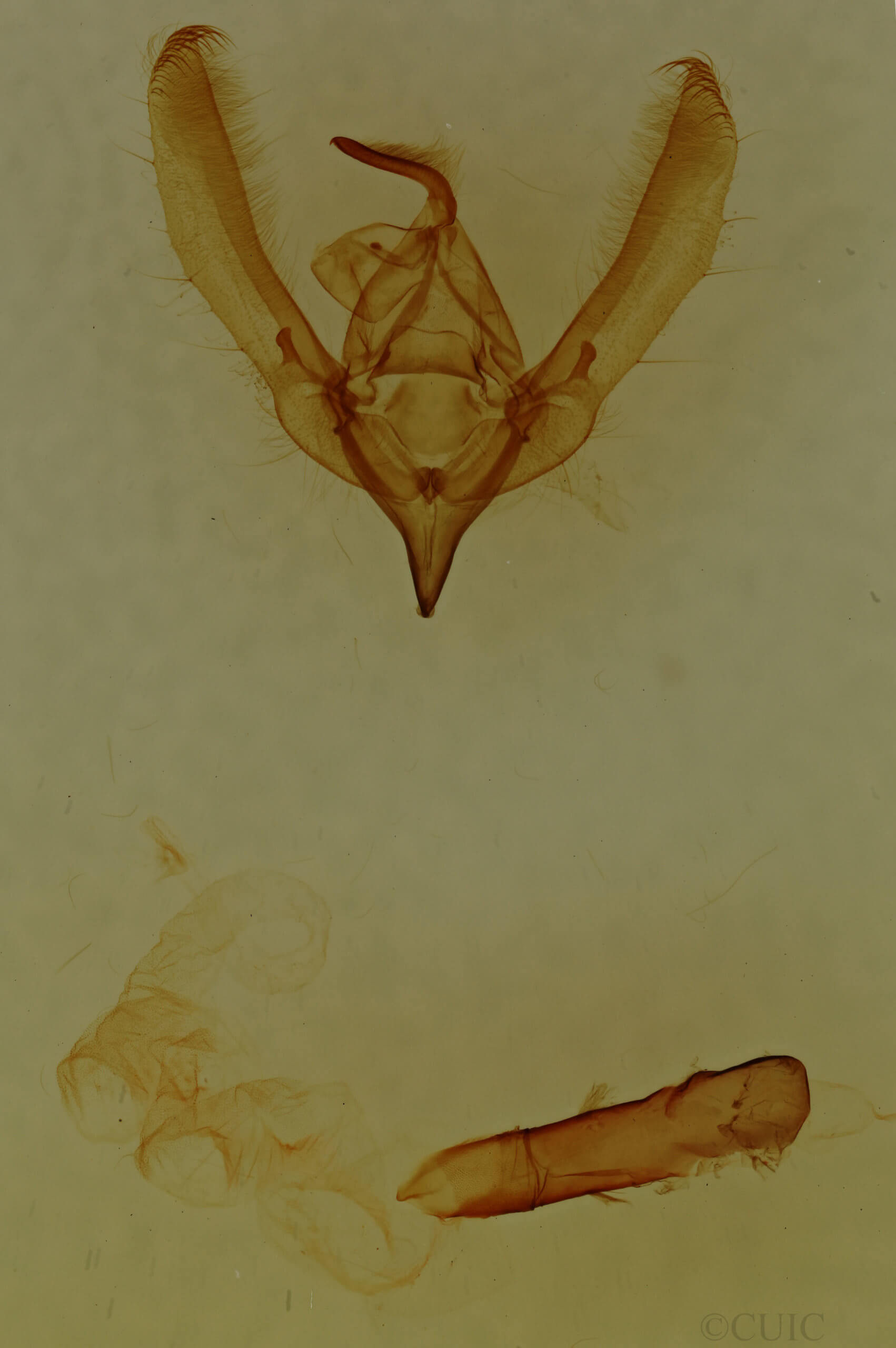 genitalia view of adult Schinia arcigera