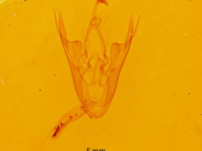 genitalia view of adult Scolecocampa