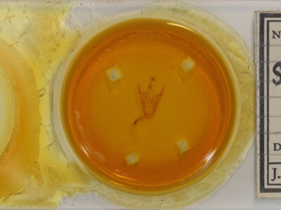 slide view of adult Scolecocampa