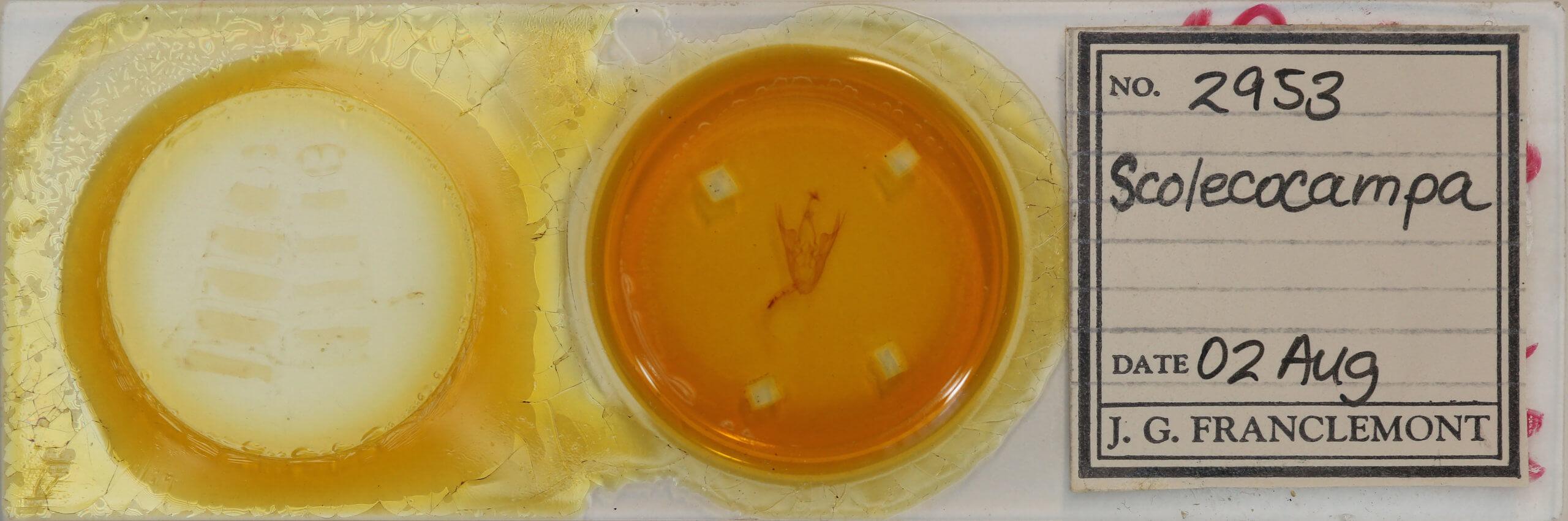 slide view of adult Scolecocampa