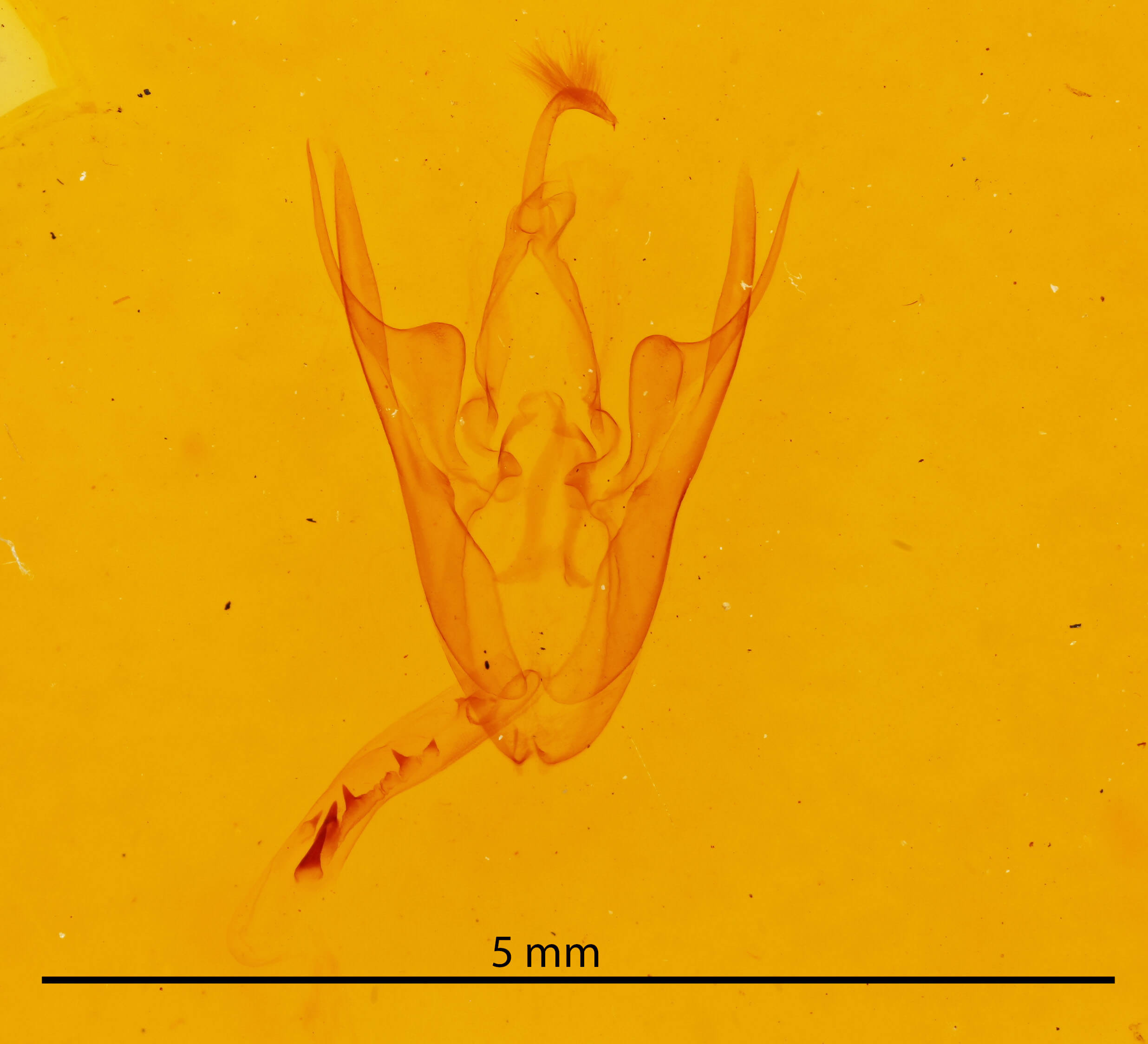 genitalia view of adult Scolecocampa