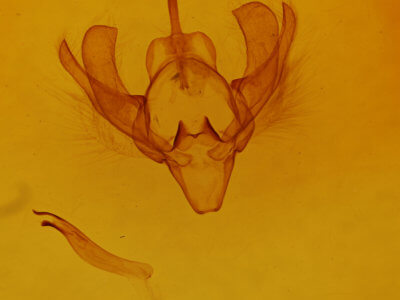 genitalia view of adult Scoliopteryx libatrix
