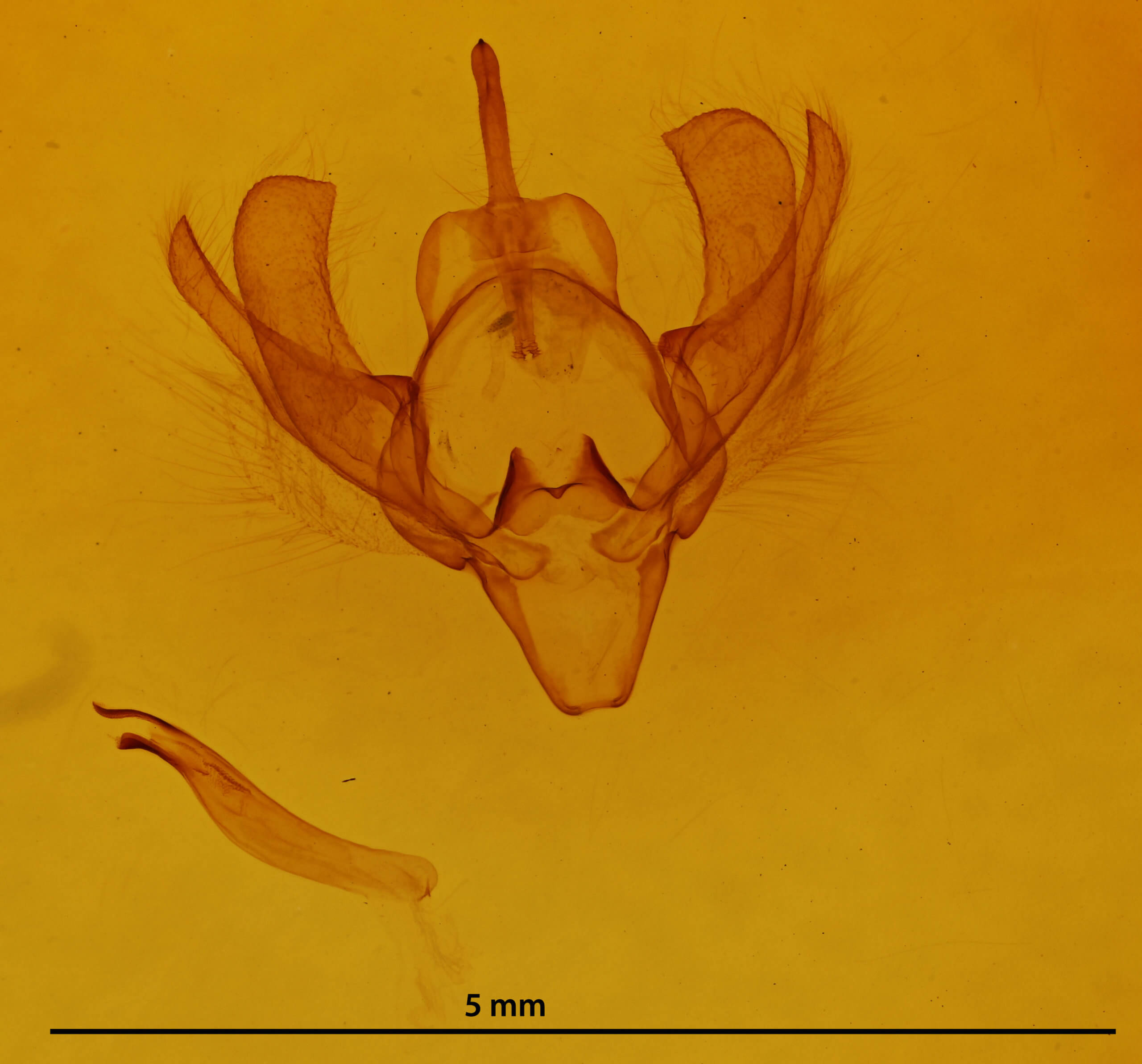 genitalia view of adult Scoliopteryx libatrix