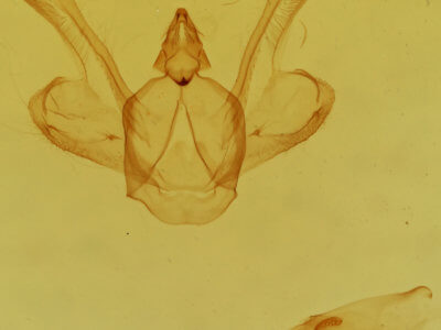 genitalia view of adult Macaria signaria