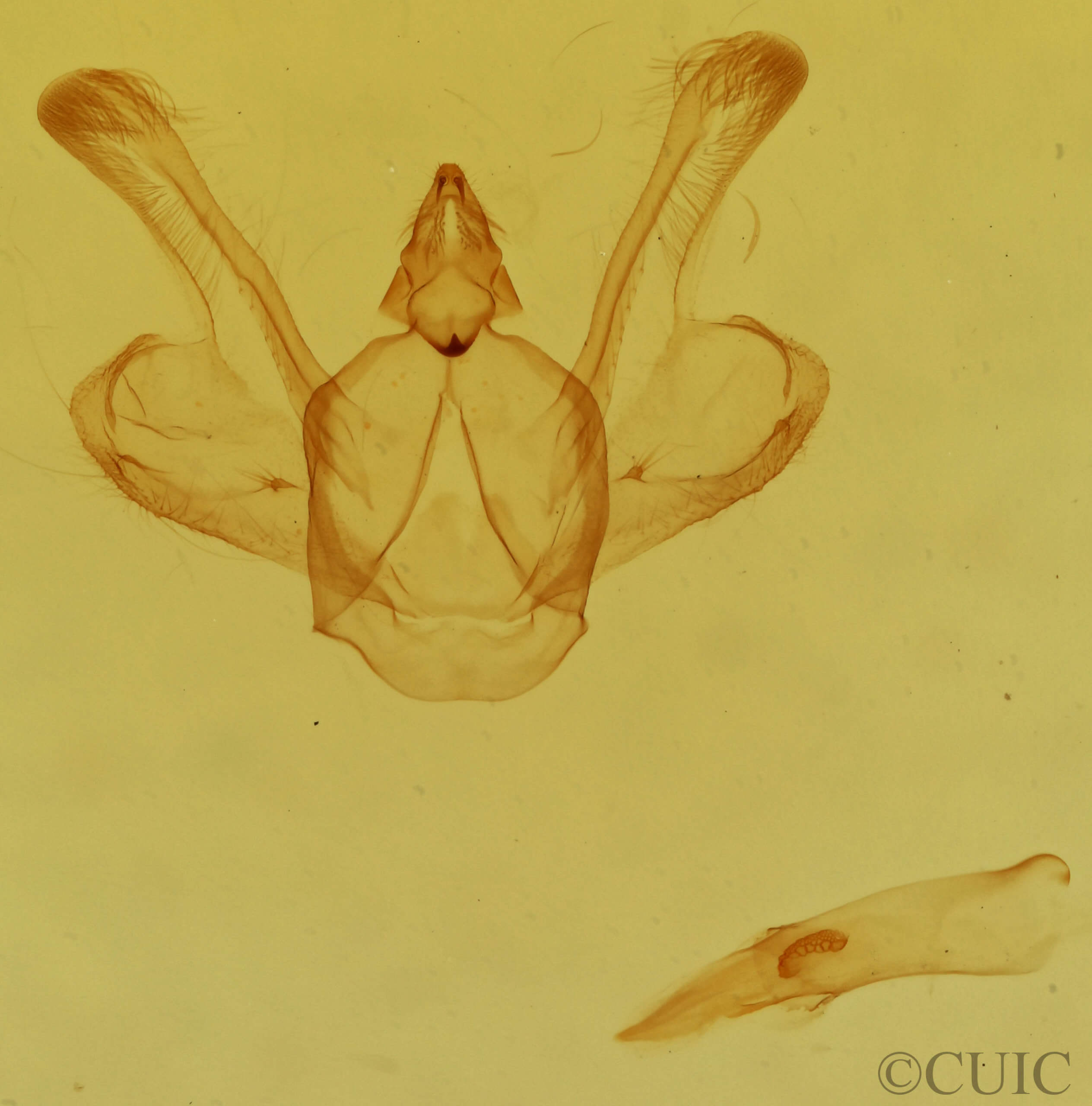 genitalia view of adult Macaria signaria