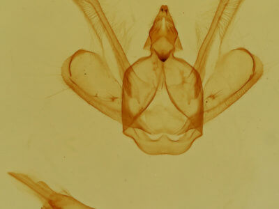 genitalia view of adult Macaria fissinotata