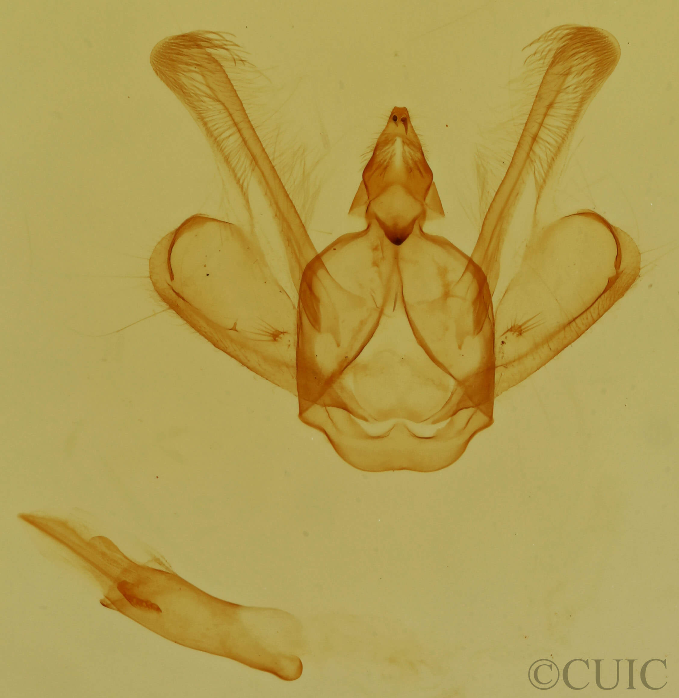 genitalia view of adult Macaria fissinotata