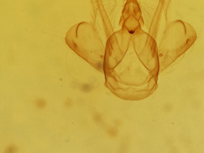 genitalia view of adult Macaria fissinotata